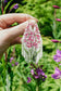 Fireweed Ivory